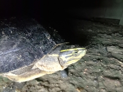 Cuora amboinensis couro