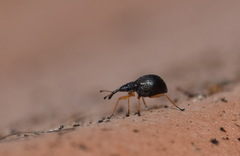 Protapion nigritarse