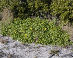 Helianthus debilis image