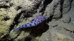 Thorogobius ephippiatus