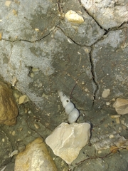 Turritella