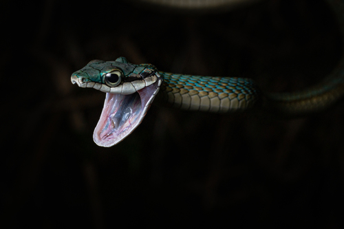 Leptophis liocercus