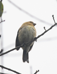 Sporophila corvina