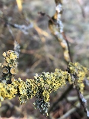 Xanthoria parietina