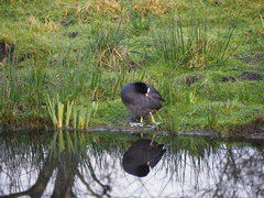 Fulica atra