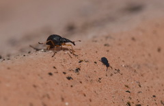 Protapion nigritarse