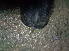 Cuora amboinensis couro