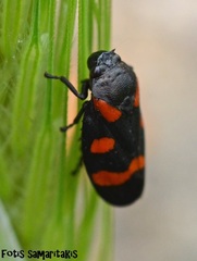 Cercopis arcuata