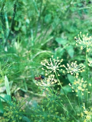 Scaphura elegans