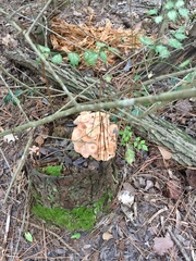 Desarmillaria caespitosa image
