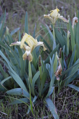 Iris pseudopumila