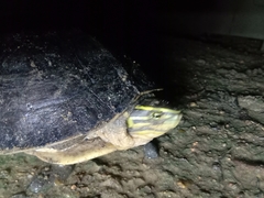 Cuora amboinensis couro