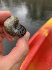 Pomacea paludosa image