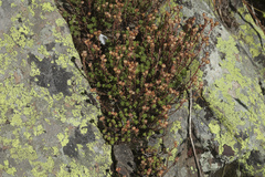 Sedum tenellum