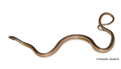 Coniophanes dromiciformis