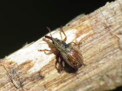 Malvapion malvae