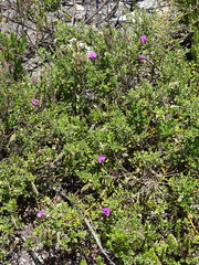 Podalyria buxifolia