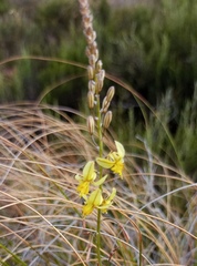 Bulbine filifolia