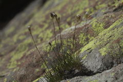 Gypsophila tenuifolia