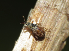 Malvapion malvae