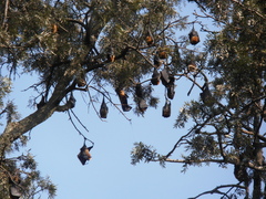 Pteropus giganteus