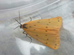 Setina flavicans