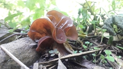 Auricularia