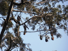 Pteropus giganteus