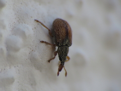 Malvapion malvae