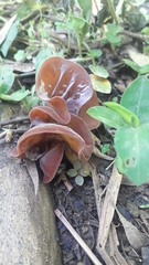 Auricularia