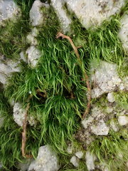 Paraleucobryum longifolium