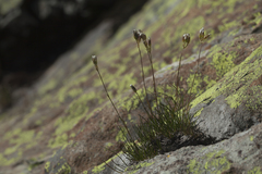 Gypsophila tenuifolia