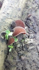 Auricularia