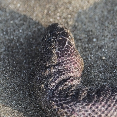 Hydrophis caerulescens