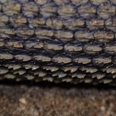 Hydrophis caerulescens