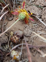 Ursinia discolor