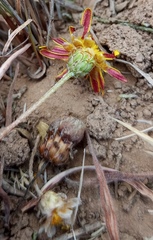 Ursinia discolor