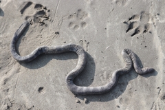 Hydrophis caerulescens