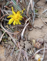 Ursinia discolor
