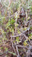 Ursinia discolor