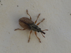 Malvapion malvae