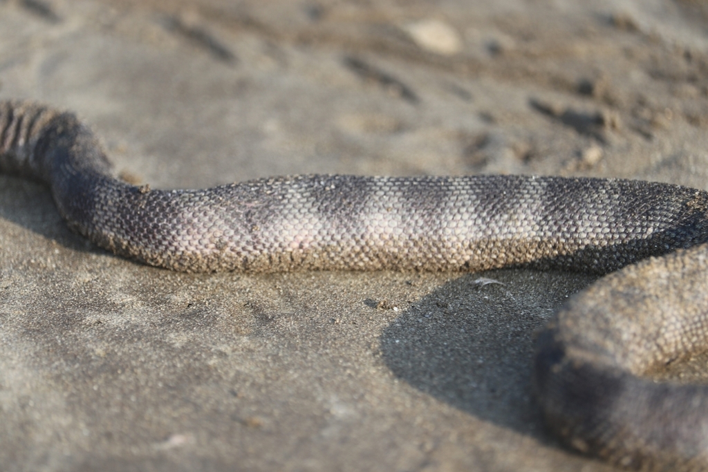 Dwarf Seasnake