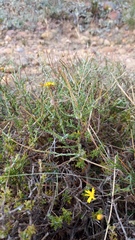 Ursinia discolor