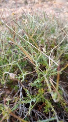 Ursinia discolor