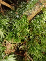 Dicranodontium denudatum