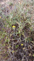 Ursinia discolor