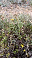 Ursinia discolor
