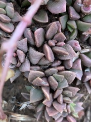 Anacampseros rufescens