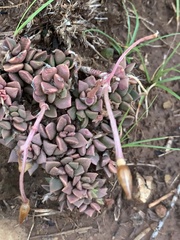 Anacampseros rufescens