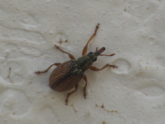 Malvapion malvae